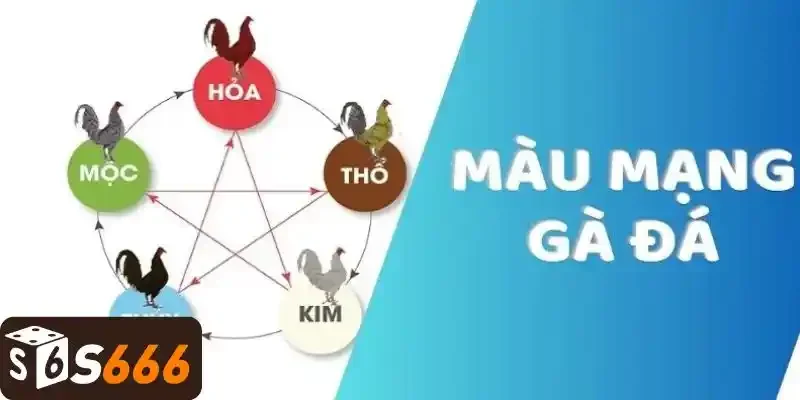 Các loại gà vảy cá phổ biến