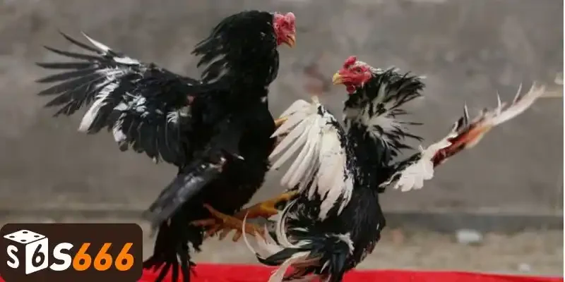 Cách Chọn Gà Chọi Hay - Tiêu Chí Đánh Giá Chính Xác