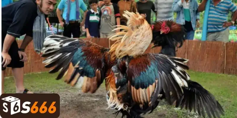 Đa dạng hình thức cược hấp dẫn