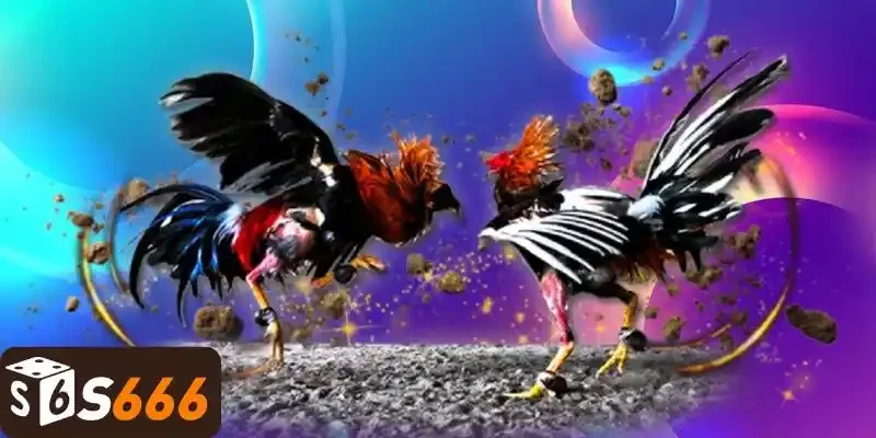 Đá Gà Tre Thomo - Nghệ Thuật Nuôi Dưỡng Gà Tre Chuyên Nghiệp