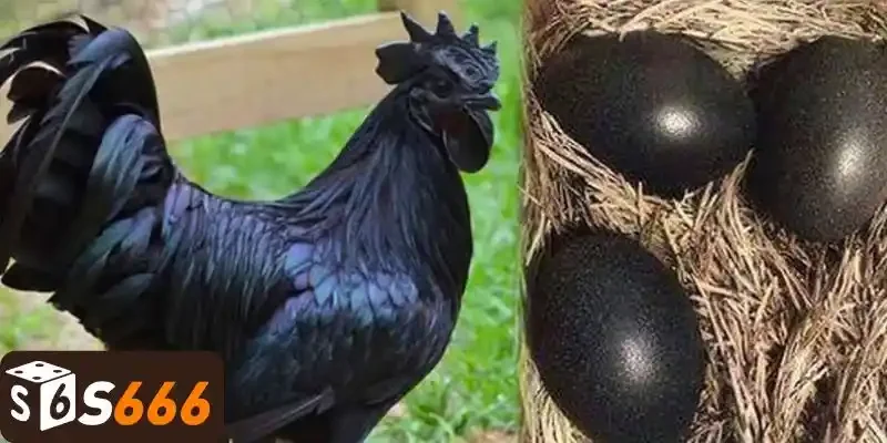 Điểm nhận dạng của gà