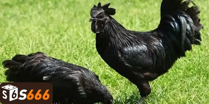 Đôi nét về gà Mặt quỷ