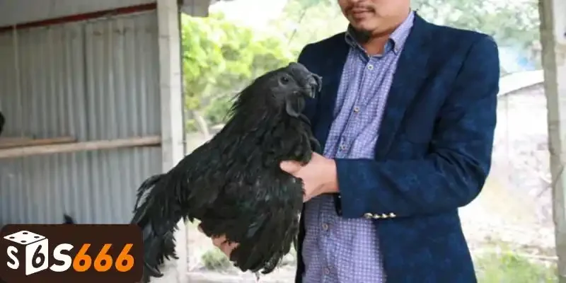 Hướng dẫn chăm sóc gà