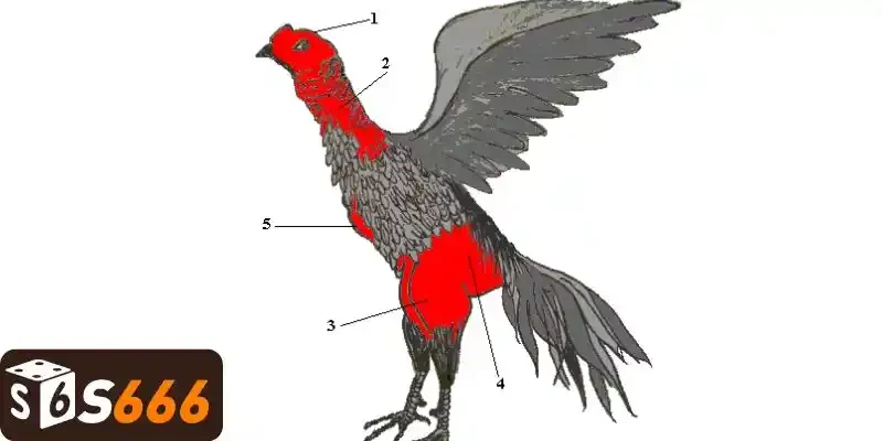 Hướng dẫn chọn gà chọi đá