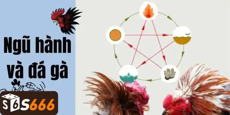 Kinh nghiệm chăm sóc gà vảy cá