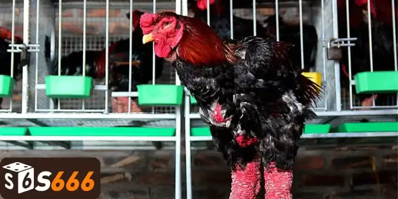 Lý do xem mạng gà