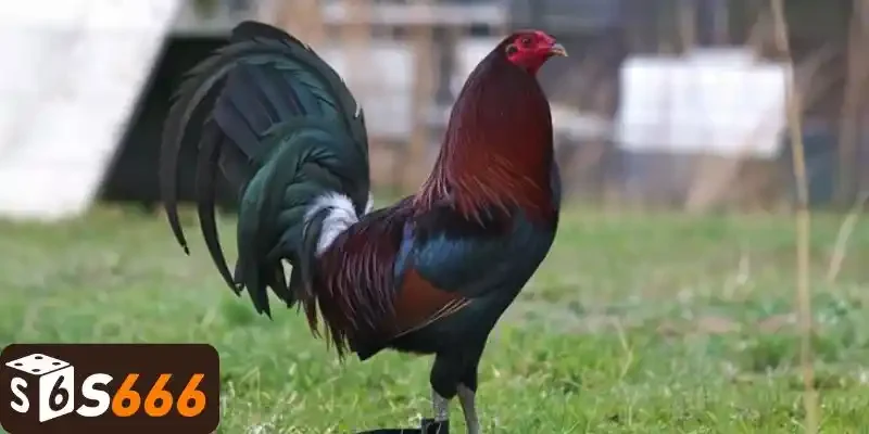 Mẹo chọn chiến kê chuẩn xác