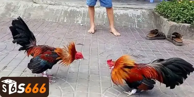 Nắm rõ các hình thức cược gà