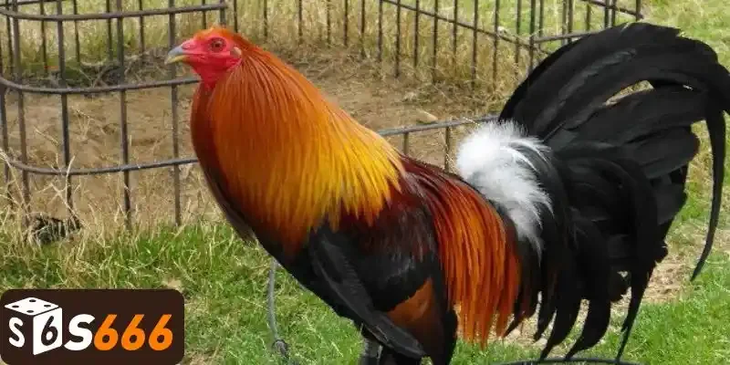 Nét nổi bật của gà Mỹ