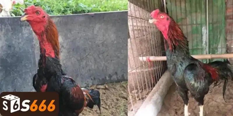 Những giống gà nên chọn