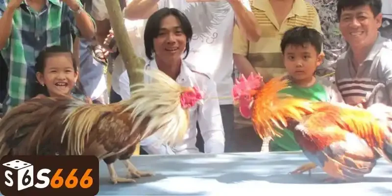 Phương pháp chăm sóc gà tre khoẻ mạnh